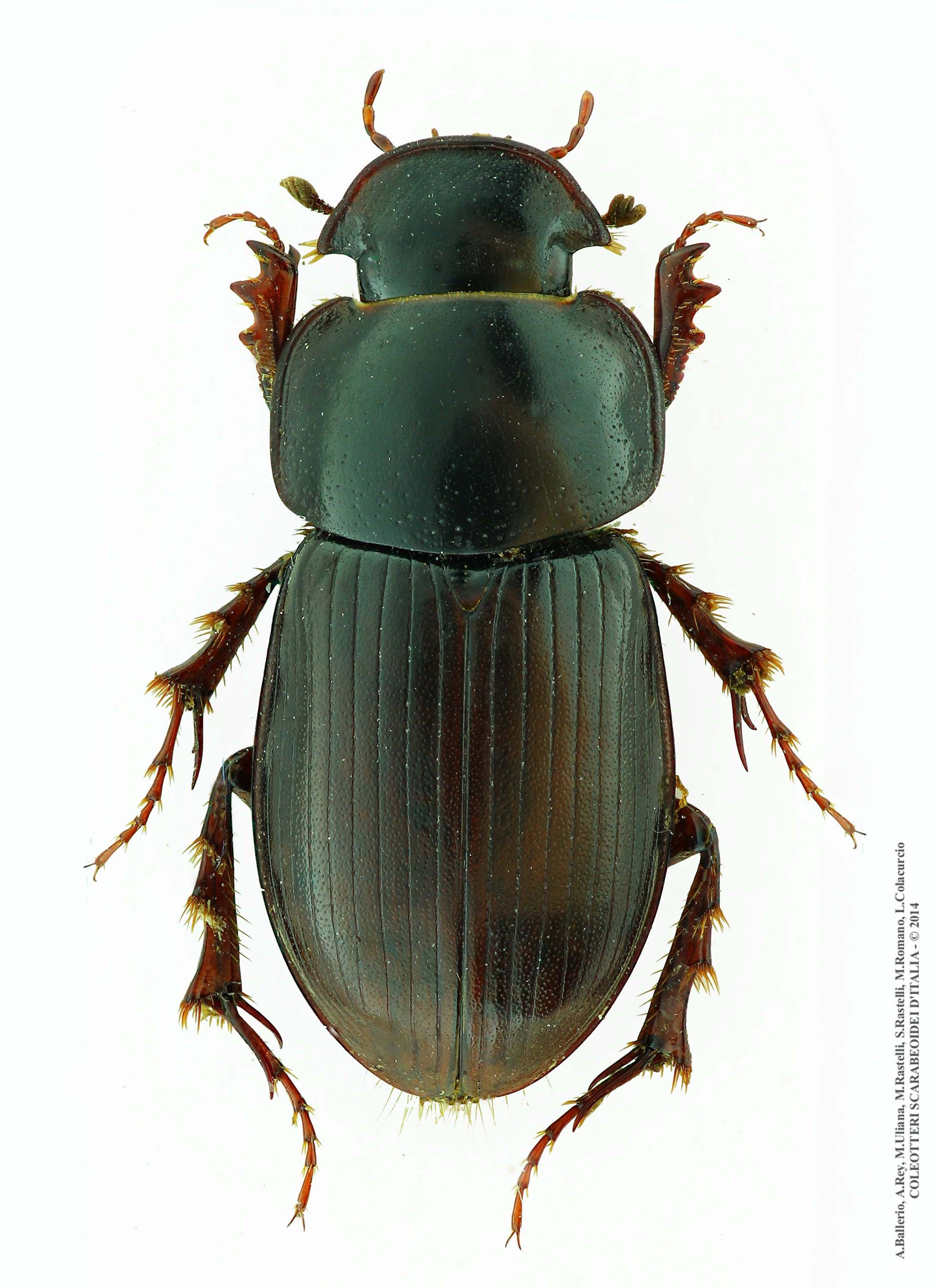 Acrossus siculus buturensis, maschio